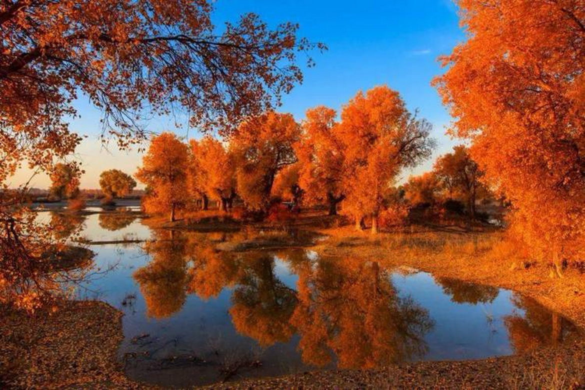 Desert Populus Forest Scenic Area